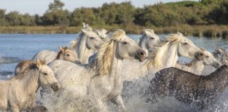 Która gra Mario jest najlepsza?