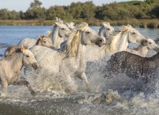 Która gra Mario jest najlepsza?