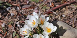 Od którego roku życia można grać w Fortnite?