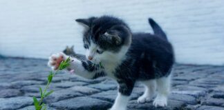 Czemu Apple w Polsce jest takie drogie?