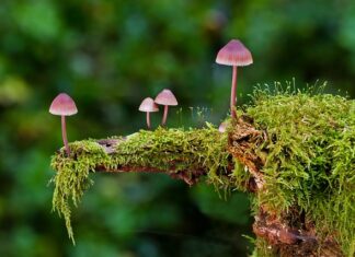 Jakie są rodzaje kart graficznych?