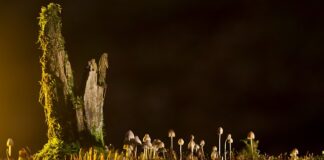 Jakie są rodzaje Xbox?