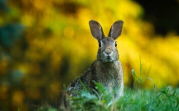 Dlaczego bolą uszy od słuchawek dousznych?