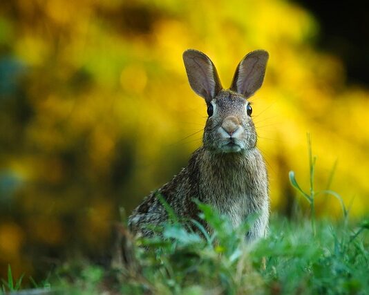 Dlaczego bolą uszy od słuchawek dousznych?