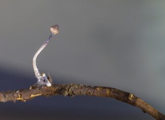 Dlaczego nie ma małych smartfonów?