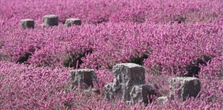 Ile pamięci RAM powinien mieć smartfon?